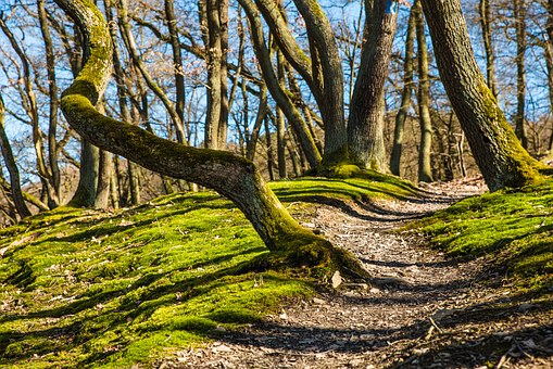 The Difference Between Hiking and Walking