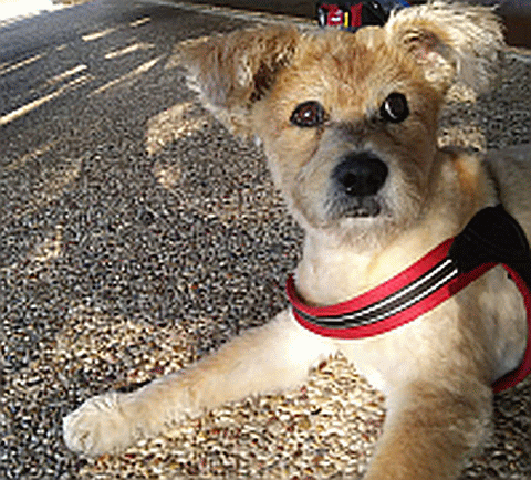 RVing with a Pet