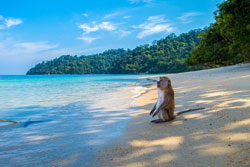 More monkeys Than People