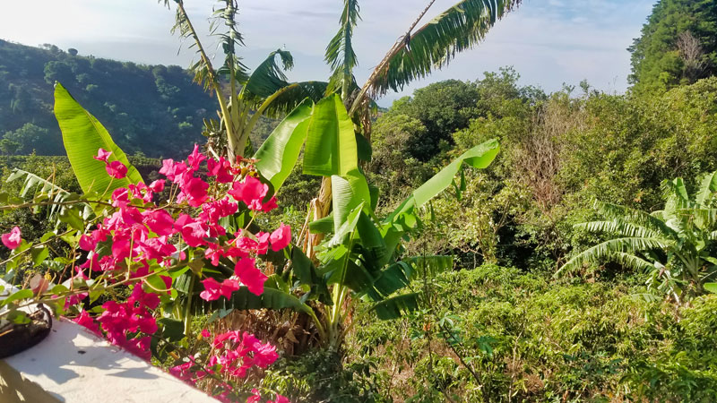 Banana plants, coffee, and flowers growing beside my balcony in Costa Rica.