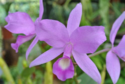 A Purple Country Girl Orchid