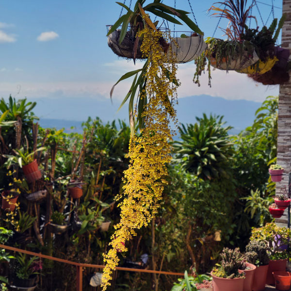 A yellow hanging orchid