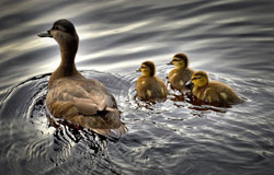 Ducks on a pond