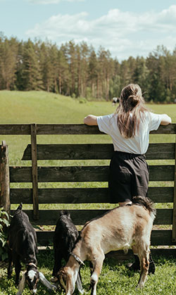 Should she jump over the fence and go&##x3f;