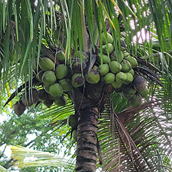I don&##x27;t want to stand under this tree.