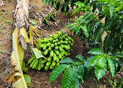 Stalk of bananas on the grond