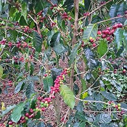 Coffee beans ready to pick