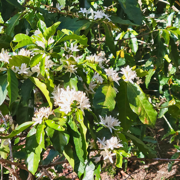Coffee blooms