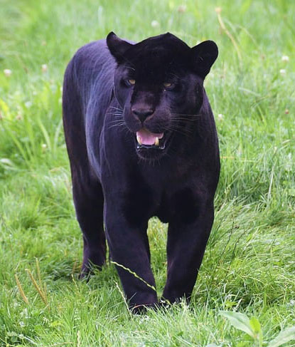 A black panther in Costa Rica
