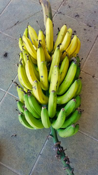 A stalk of bananas left on my porch by a neighbor