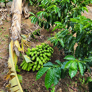 A stalk of bananas growing wild in the coffee fields. It was so heavy it fell to the ground.
