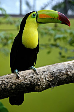 My favorite bird here. A Toucan.