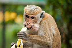 This monkey likes bananas as much as I do. He is probably one of my relatives. 
