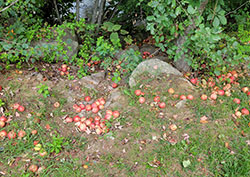 Apples on the ground behind my RV