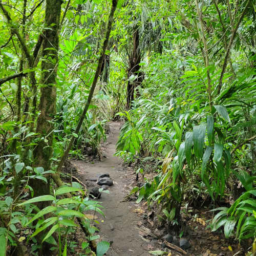A path through the jungle
