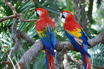 Scarlet Macaw birds