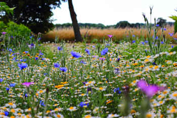 Wild flowers don&##x27;t care what the weeds think