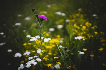 A wild flower can stand out even in a field of wild flowers