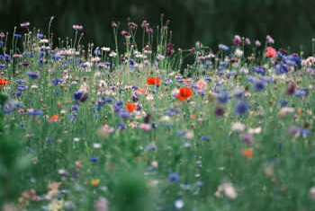 Red and purple wild flowers grow in the same field