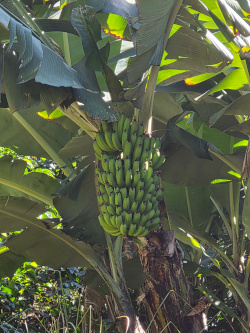 Bananas growing wild in the coffee fields