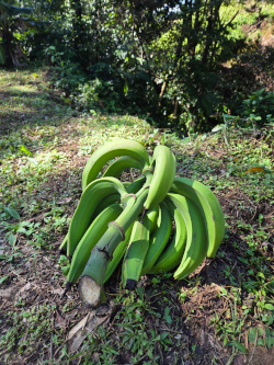 These are not bananas. They&##x27;re Plantains