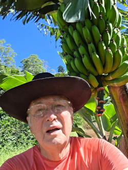 I can reach up and pull off a banana