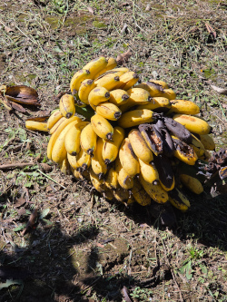 These bananas are about to get overripe, and nobody wants them. I ate 2. They were very sweet