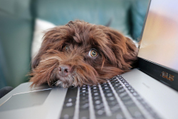 When you&##x27;re writing, someone is always trying to distract you and get your attention