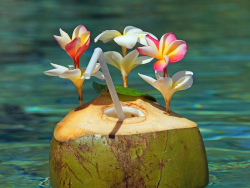 A coconut with a straw