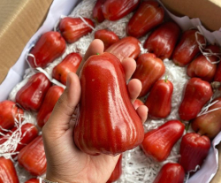 Water Apple