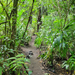 One of my favorite hiking trails through the jungle