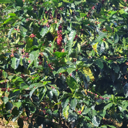 Coffee beans ready to pick are colorful